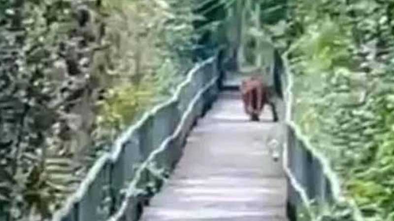 সুন্দরবনের ফুট ট্রেইলে হাঁটছে বাঘ, বিরল এই দৃশ্য দেখে চমকে গেলেন পর্যটকরা